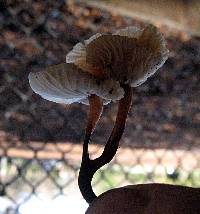 Gymnopus brassicolens var. brassicolens image