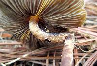 Psilocybe caerulescens image