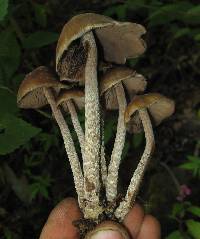 Psilocybe zapotecorum image