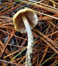 Psilocybe zapotecorum image