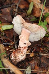 Amanita novinupta image