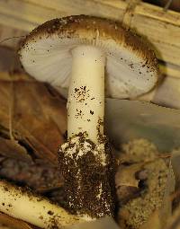 Image of Amanita calyptratoides