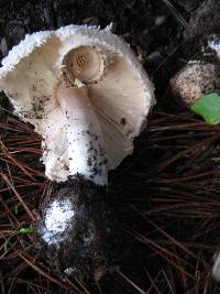 Chlorophyllum brunneum image