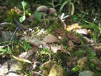 Psilocybe zapotecorum image