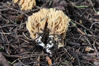 Ramaria myceliosa image