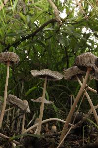 Coprinopsis lagopus image