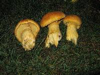 Gymnopilus ventricosus image