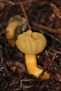 Leotia viscosa image