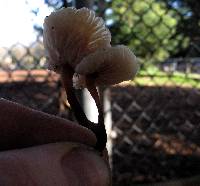 Gymnopus brassicolens var. brassicolens image