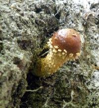 Hemistropharia albocrenulata image