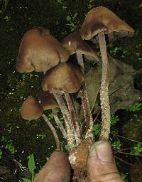 Psilocybe zapotecorum image