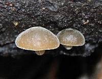 Simocybe centunculus var. centunculus image