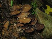 Psilocybe zapotecorum image