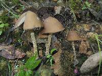 Psilocybe zapotecorum image