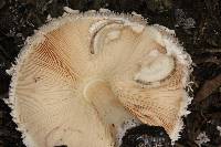 Chlorophyllum brunneum image