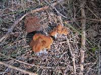 Gyromitra montana image