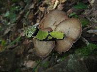 Psilocybe zapotecorum image