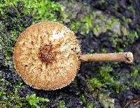 Image of Pluteus umbrosus