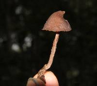 Psilocybe heimii image