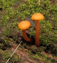 Gymnopilus picreus image