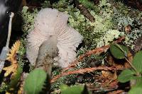 Hygrocybe calyptriformis var. calyptriformis image