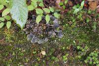 Peltigera neopolydactyla image