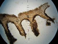 Psilocybe neoxalapensis image