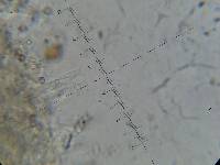 Psilocybe neoxalapensis image