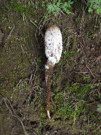 Coprinus comatus image