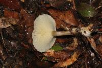 Ampulloclitocybe clavipes image