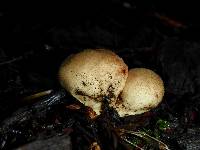 Lycoperdon pyriforme image