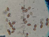 Leratiomyces squamosus image