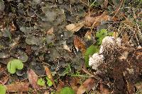 Peltigera praetextata image