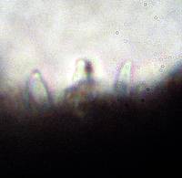 Psilocybe zapotecorum image