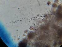 Psilocybe neoxalapensis image