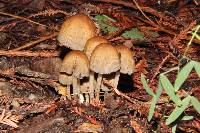 Coprinellus micaceus image