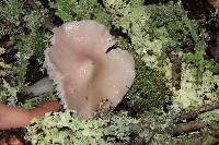 Hygrocybe calyptriformis var. calyptriformis image