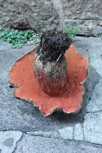 Boletus michoacanus image