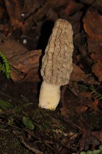 Morchella rufobrunnea image