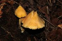 Entoloma murrayi image