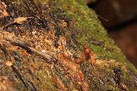 Psilocybe yungensis image
