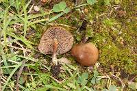 Psilocybe muliercula image