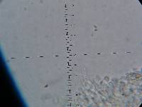 Lepiota trichroma image