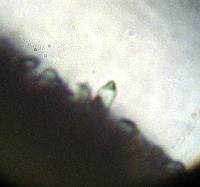 Psilocybe zapotecorum image