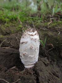 Coprinus comatus image