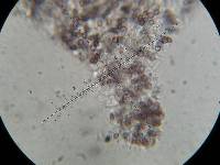 Psilocybe fagicola image