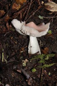 Hygrocybe calyptriformis var. calyptriformis image