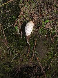 Coprinus comatus image