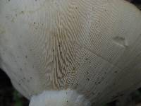 Lactarius piperatus image