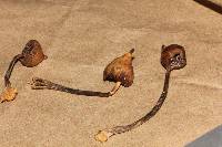 Psilocybe hoogshagenii image